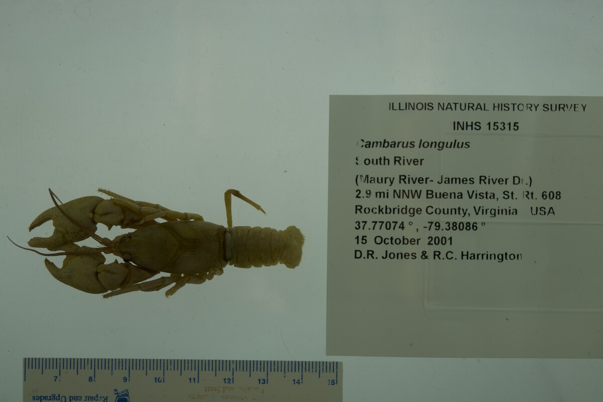 Cambarus longulus image